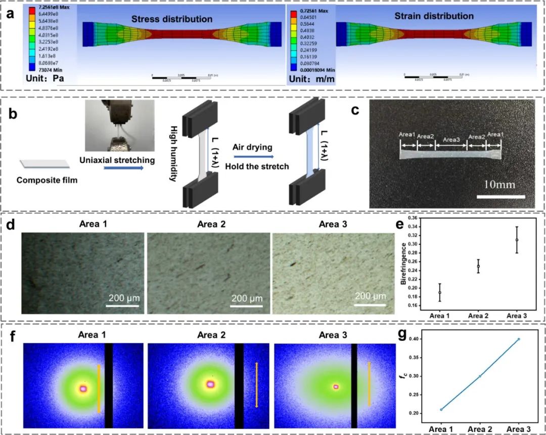 Multi-Gradient Bone-Like Nanocomposites Induced by Strain Distribution