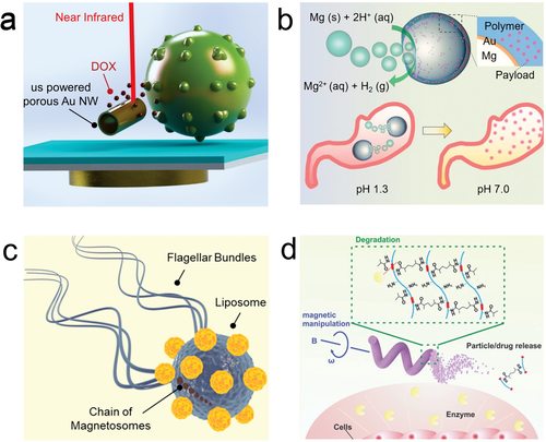 Review: Medical Micro/Nanorobots in Precision Medicine