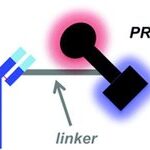 New Coupling Model: PROTAC + ADC = DAC
