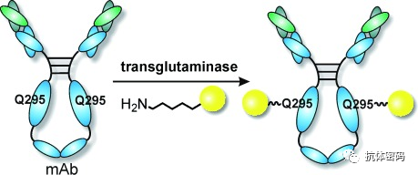 Comprehensive Overview of Antibody-Drug Conjugates (ADCs)