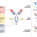 Comprehensive Overview of ADC Drug Development