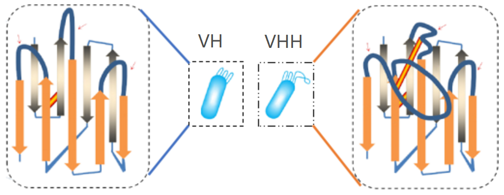 Nanobodies: A New Generation of Antibodies