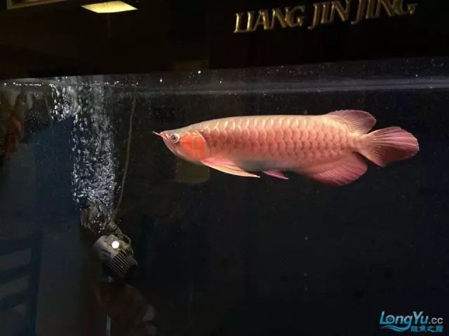 DIY Fully Automatic Water Change System
