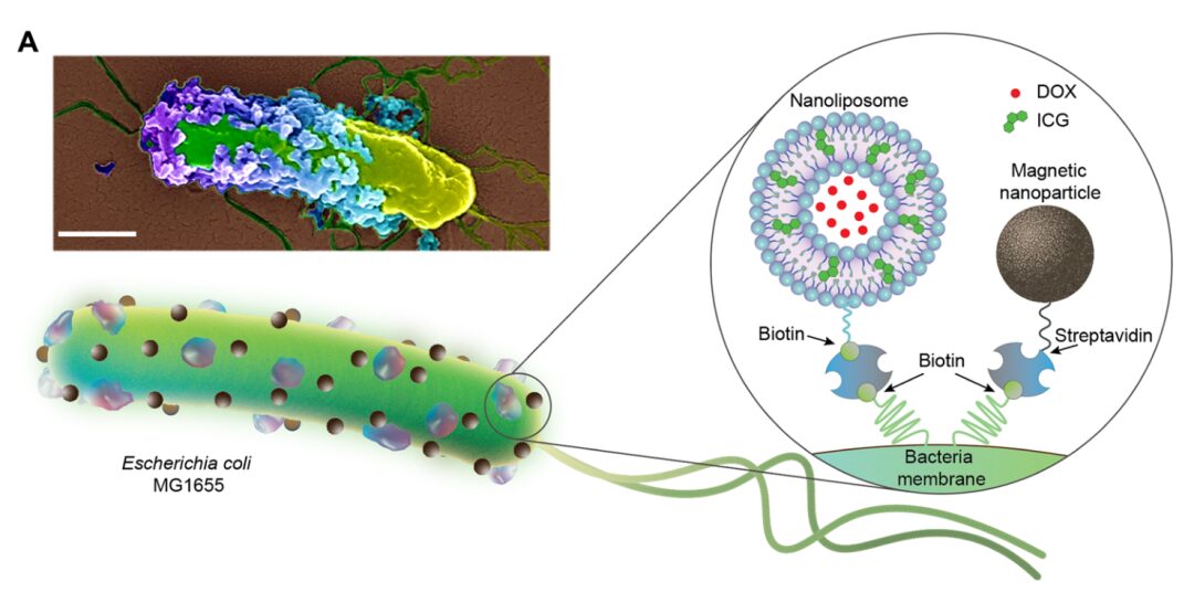 Transforming Bacteria into Microrobots for Targeted Drug Delivery in Cancer Treatment
