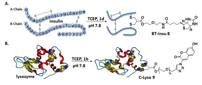 Comprehensive Overview of Antibody-Drug Conjugates (ADCs)