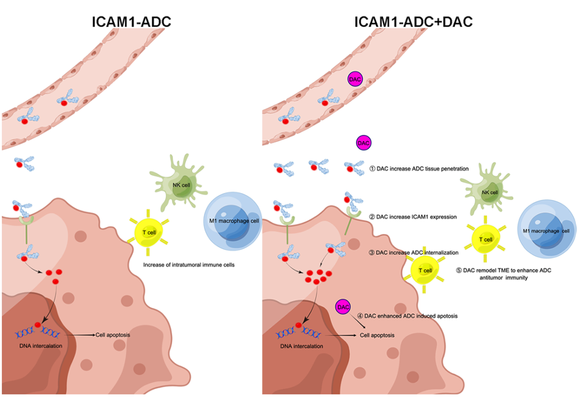 Mechanism of Epigenetic Inhibitors Combined with ADC in Melanoma Treatment