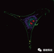 Monitoring Pyroptosis in B16 Cells Using Holographic 3D Imaging