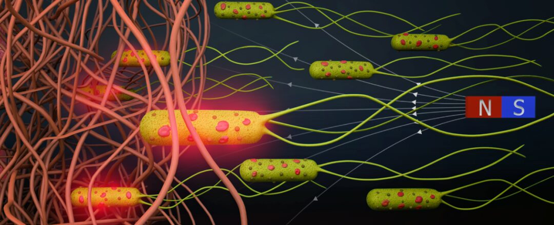 Transforming Bacteria into Microrobots for Targeted Drug Delivery in Cancer Treatment