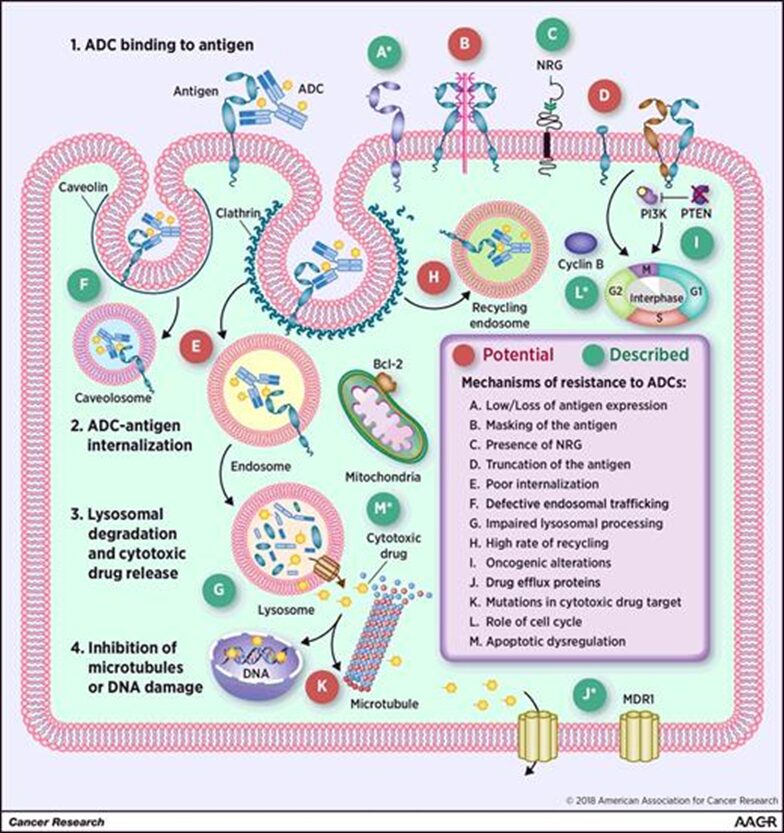 Understanding ADC Drug Resistance Mechanisms