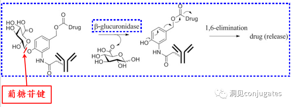 Understanding ADC: Overview, Antibody and Linker Selection