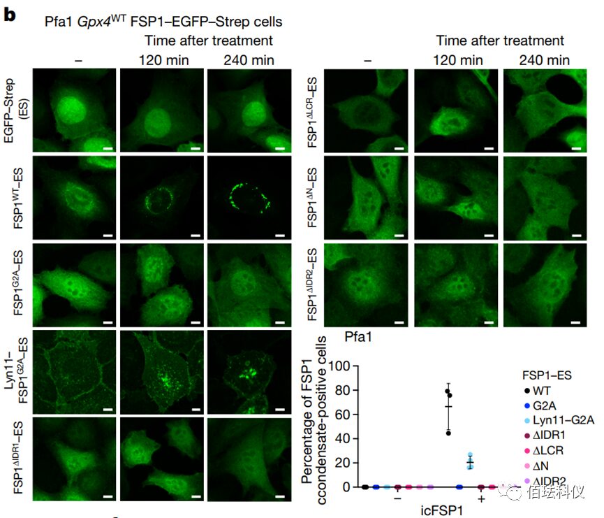 Application of Nanolive in Ferroptosis Research