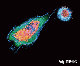 Using Holographic 3D Imaging to Observe Virus-Induced Cytopathic Effects
