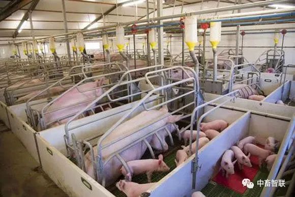 Analysis of the Underlying Logic and Equipment Costs of Smart Feeding