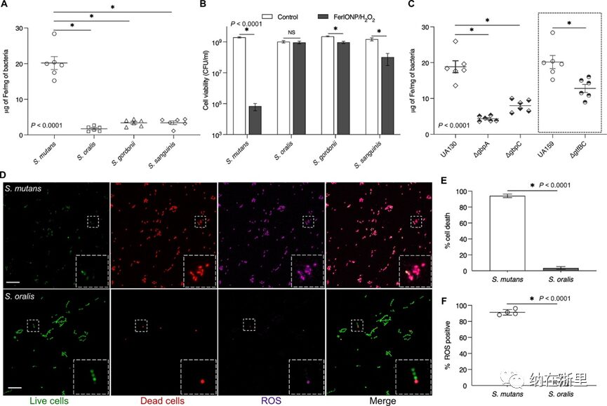 Ferumoxytol Nanoparticles Target Biofilms Causing Tooth Decay
