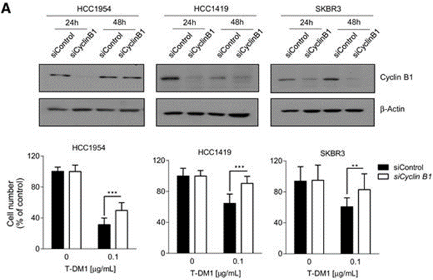 Understanding ADC Drug Resistance Mechanisms