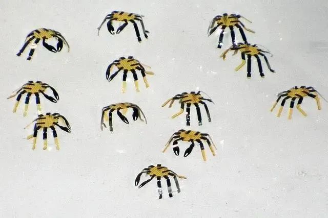 Micro Robots: The Cutting-Edge Technology