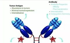 Understanding Antibody-Drug Conjugates (ADCs) in Lung Cancer Treatment