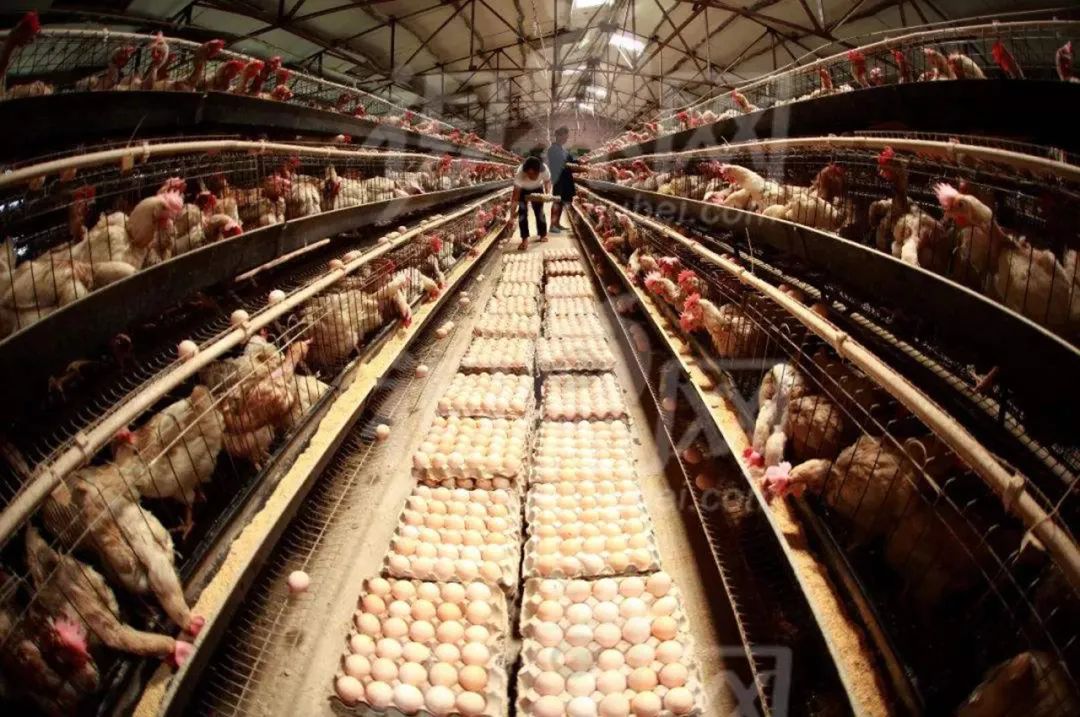 Research Progress on IoT Technology in Poultry Farming