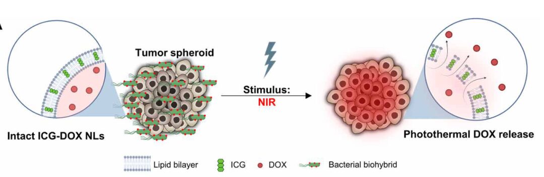 Transforming Bacteria into Microrobots for Targeted Drug Delivery in Cancer Treatment