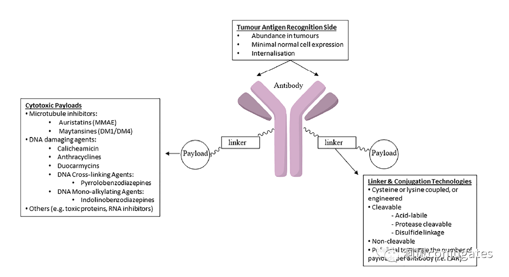Understanding ADC: Overview, Antibody and Linker Selection