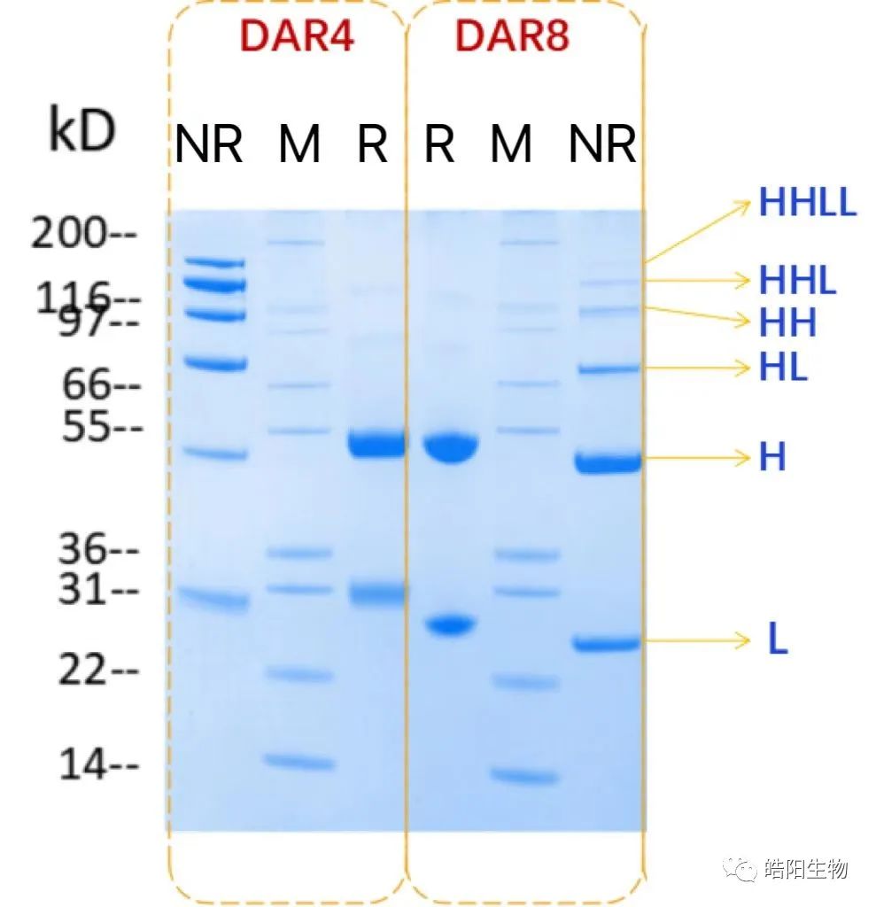 Physicochemical Analysis and Structural Characterization of Antibody-Drug Conjugates (ADCs)