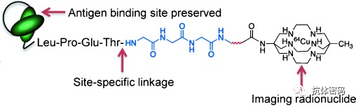 Comprehensive Overview of Antibody-Drug Conjugates (ADCs)