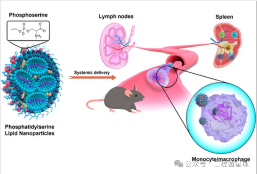Understanding The Mechanism of Immune Response Triggered by Different Lipid Components in Lipid Nanoparticles (LNP)