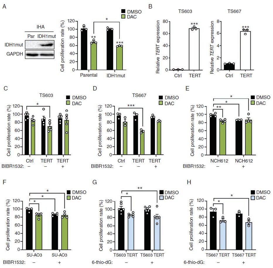 TERT and DNMT1 Expression Predicts Glioma Sensitivity to DAC