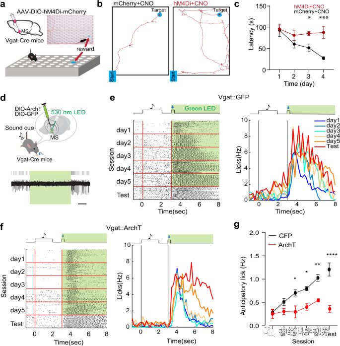 Scientists Reveal Reward Learning Pathway Mediated by Somatostatin Neurons