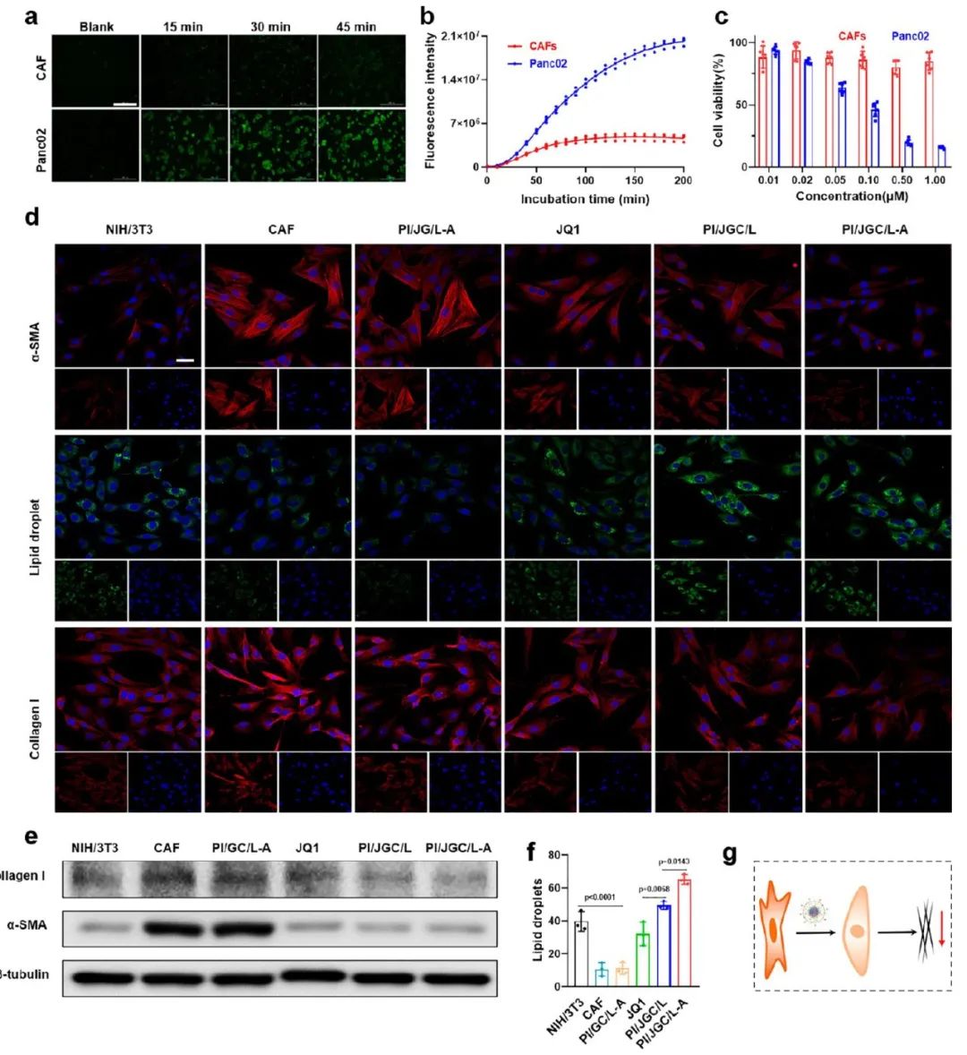 Transforming Cancer-Associated Fibroblast Barriers for Tumor Treatment