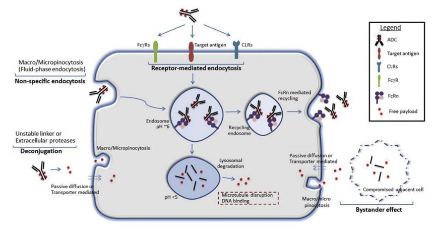 Mechanisms of Non-Targeted Uptake and Toxicity of ADC Drugs