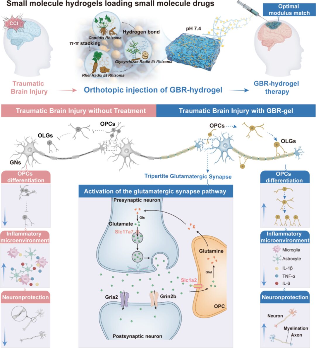 Multicomponent Herbal Small Molecule Hydrogels for TBI Treatment