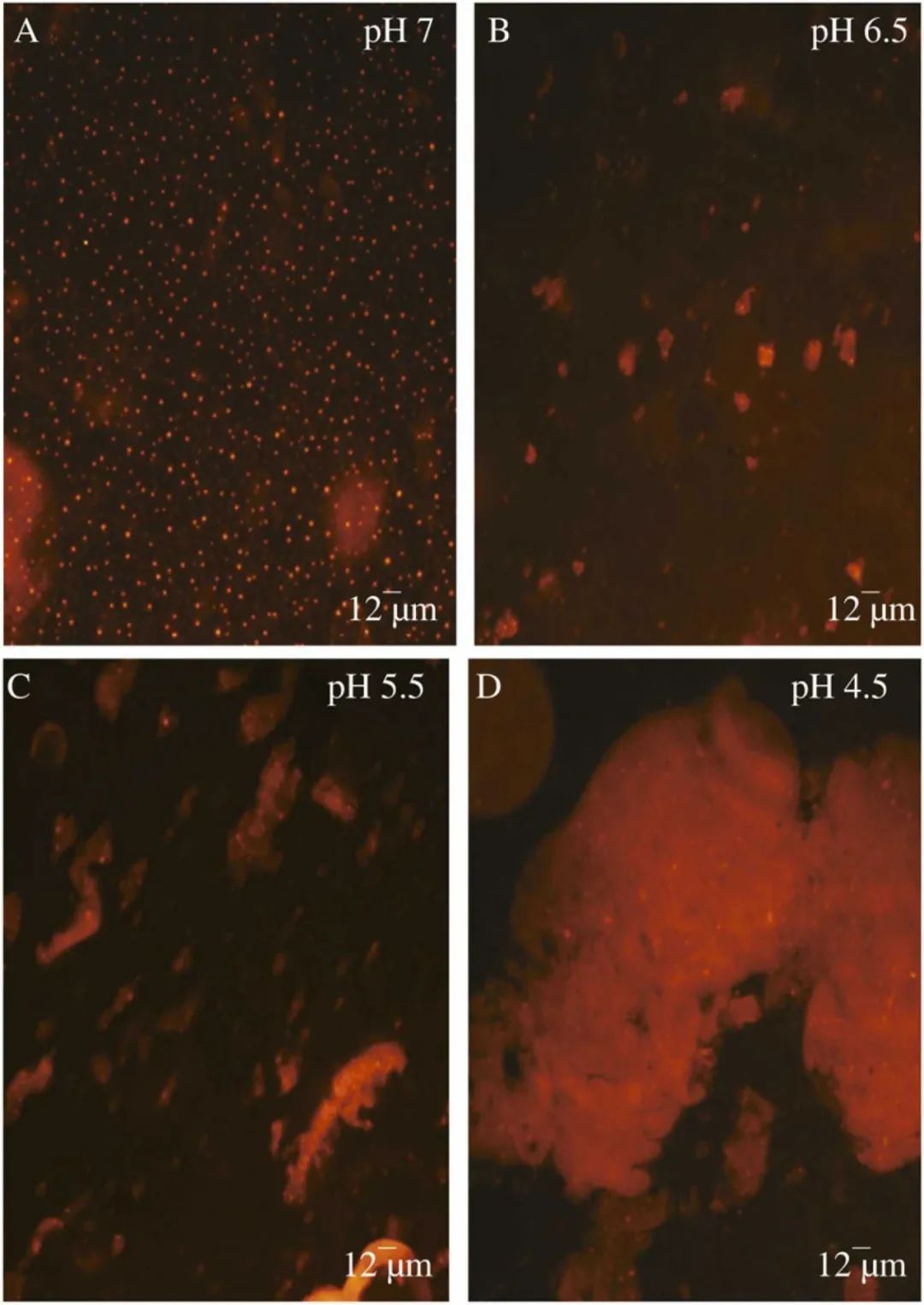 Effect of Ionic Strength and Mixing Ratio on Complex Coacervation of Soy Protein Isolate/Flammulina Velutipes Polysaccharide