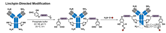 Comprehensive Overview of Antibody-Drug Conjugates (ADCs)