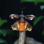 Inspired by Rhinoceros Beetles, Scientists Develop New Flapping Microrobot