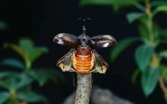 Inspired by Rhinoceros Beetles, Scientists Develop New Flapping Microrobot