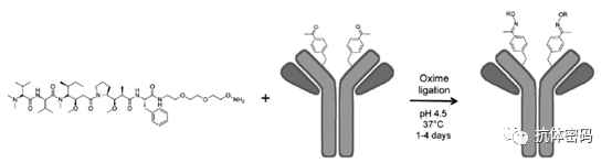 Comprehensive Overview of Antibody-Drug Conjugates (ADCs)
