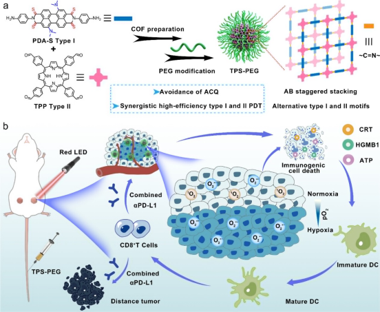 Potent Covalent Organic Framework Nanophotosensitizers for Photodynamic Immunotherapy