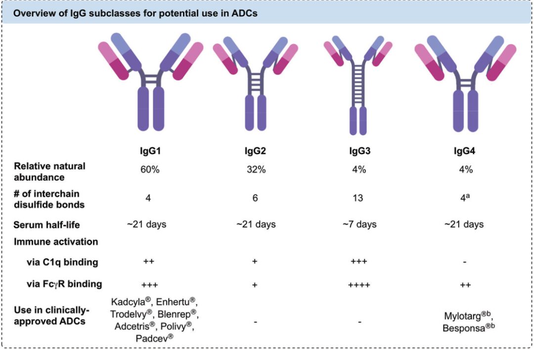 Introduction to Antibody-Drug Conjugates (ADCs)