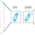 Nanobodies: A New Generation of Antibodies