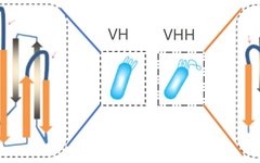 Nanobodies: A New Generation of Antibodies