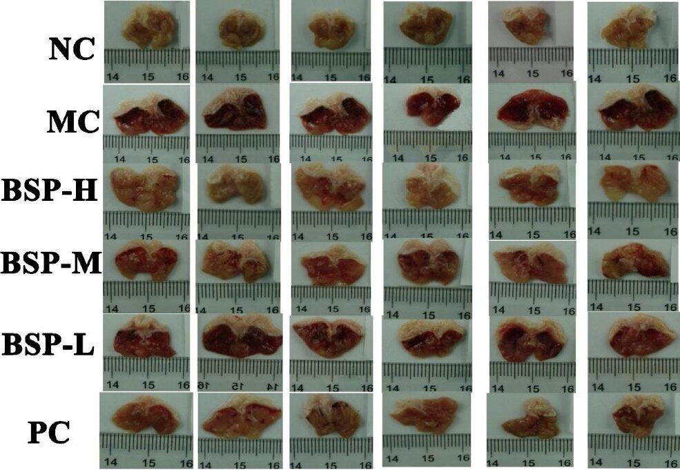 Extraction, Purification, and Gastroprotective Activity of Glucomannan from Bletilla Striata