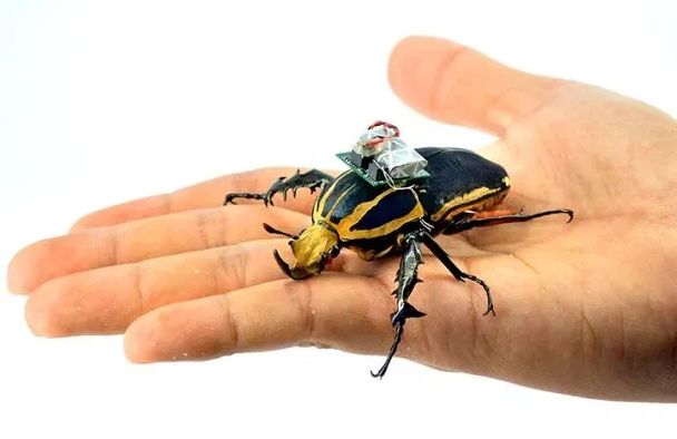 Micro Robots and Their Capabilities