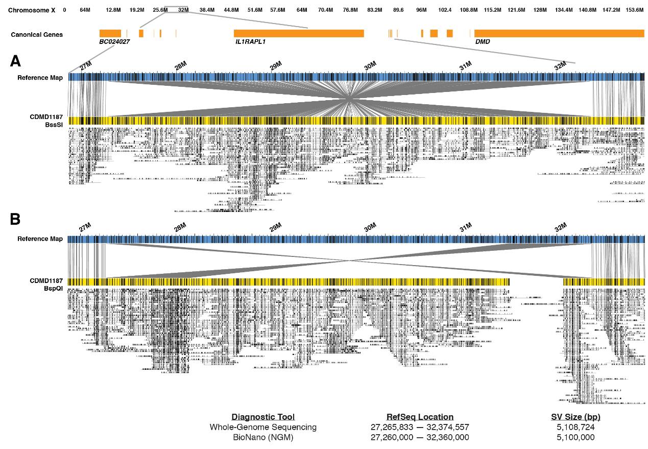 Cutting-Edge Sequencing Technologies: A Detailed Introduction to Single-Molecule Optical Mapping