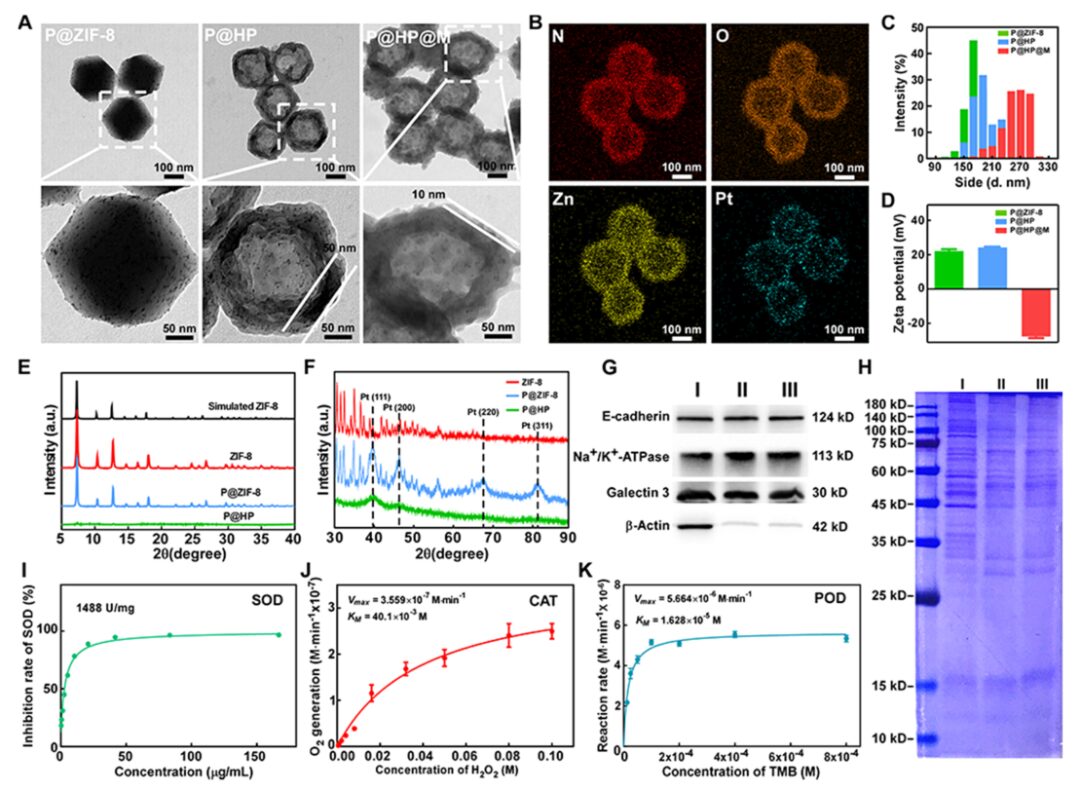 Cascaded Nano-Reactor Enhances Sonodynamic Therapy for Colon Cancer