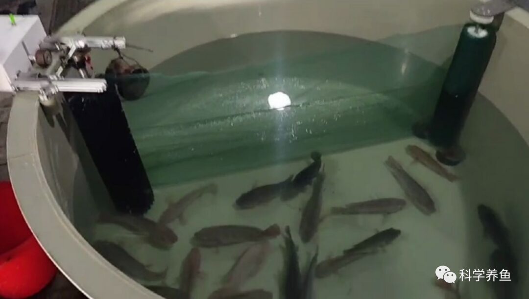 Understanding Core Technologies and Equipment for Industrial Recirculating Aquaculture