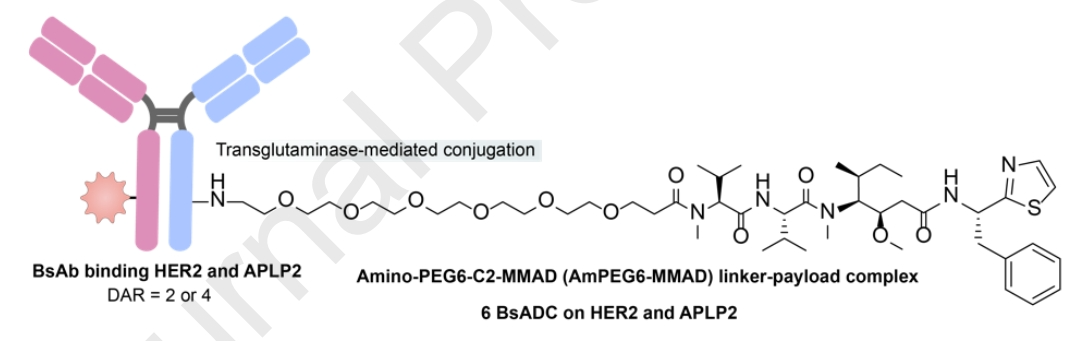Understanding Bispecific Antibody Drug Conjugates (BsADCs)
