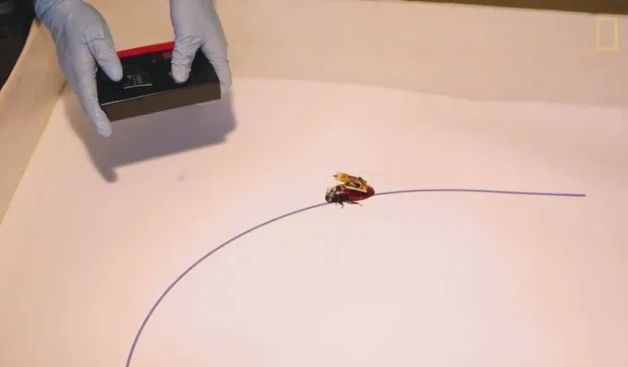 Micro Robots and Their Capabilities