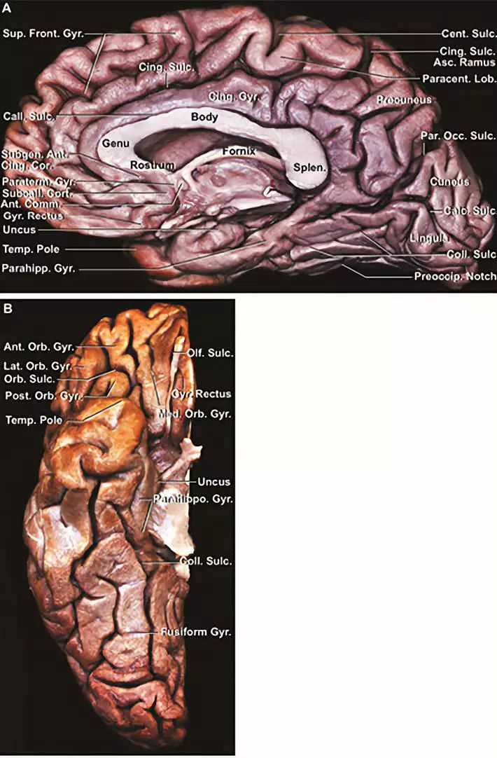 The Anatomical Significance of Brain White Matter Tracts