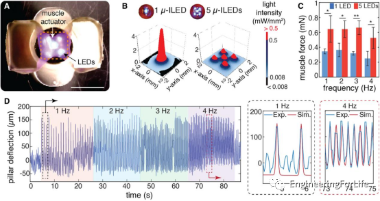 Muscle-Driven Miniature Robots Using Battery-Free Wireless Optoelectronics